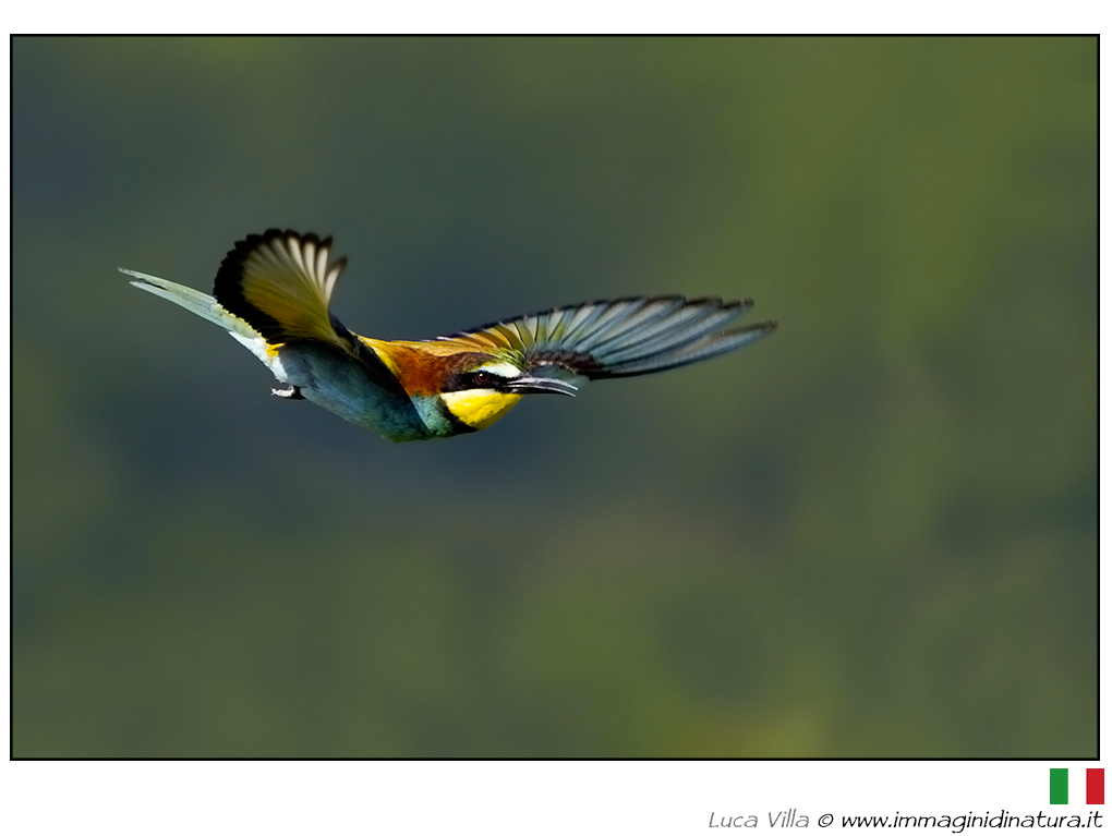 Gruccione - Merops apiaster